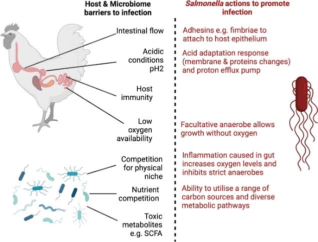 SALMONELLOSIS IN POULTRY: PROTECTING YOUR FLOCK FROM A SILENT THREAT